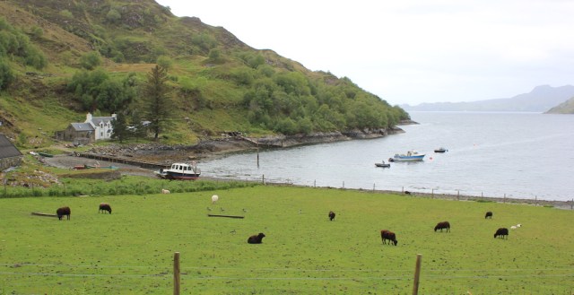 32 sheep and jetty, Ruth hiking around Scotland, Tarbet, Loch Nevis