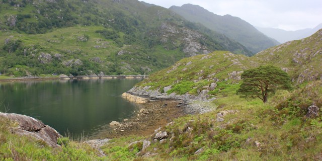 40 sparse trees, Loch Hourn, Ruth walking the coast of Knoydart, Scotland