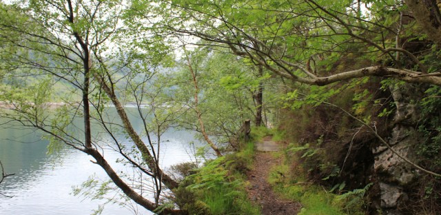 42 ash and birch, shore of Loch Hourn, Ruth in Knoydart, Scotland