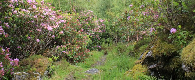 54 Rhododendron walk, bank of Kinloch Hourn, Ruth Livingstone hiking around Scotland