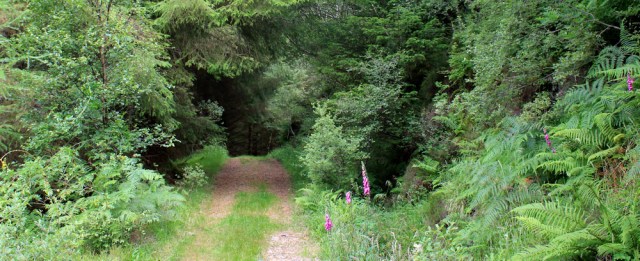 08 through woodlands, Lochalsh Trail, Ruth hiking around Glenelg
