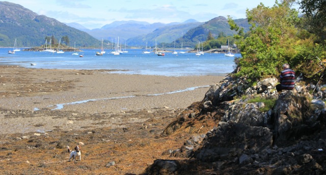 06 springer spaniel, Plockton, Ruth hiking round the coast of Scotland