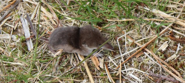 09 Shrew on the path, Ruth's coastal walk around Glenelg, Scotland