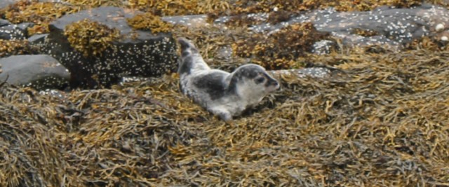 16 seal pup on shore, Badicaul, Ruth walking the coast of the Scottish Highlands