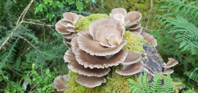 18 beautiful fungus, The Plock, Ruth's coastal walk around the Highlands of Scotland