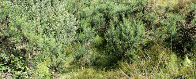 19 overgrown path, Ruth's coastal walk around Glenelg, Scotland