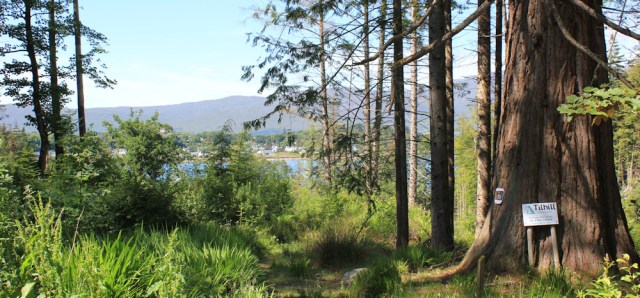 22 Plockton through trees from Duncraig, Ruth hiking round the coast of Scotland