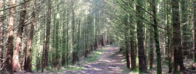 23 wide path through the horrible forest to Totaig, Ruth's coastal walk around Glenelg, Scotland