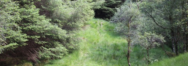 24 green space, forest walk to Totaig, Ruth's coastal trek around Glenelg, Scotland