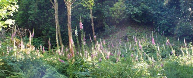 25 Foxgloves in the woods, Craig, Ruth hiking round the coast of Scotland