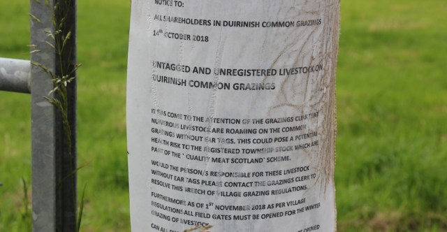 26 untagged and unregistered, Duirinish common grazings, Ruth walking the coast of the Scottish Highlands