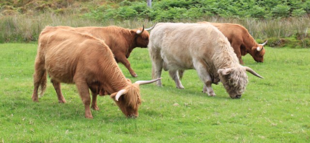 27 highland cattle, Duirinish, Ruth walking the coast of the Scottish Highlands