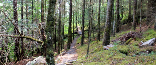 53 woodland path, Balmacara, Ruth hiking the Scottish coast