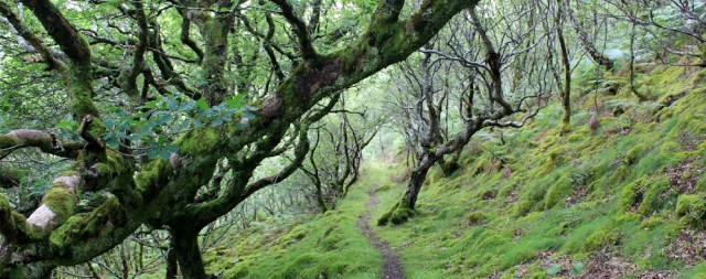 66 forest walk to Kyle, Ruth's coastal walk, Scotland