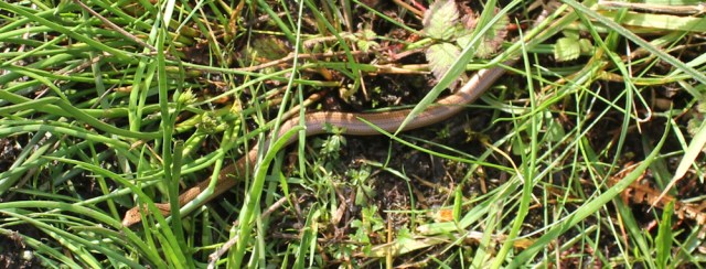 70 snake in the grass near Kyle, Ruth's coastal walk, Scotland