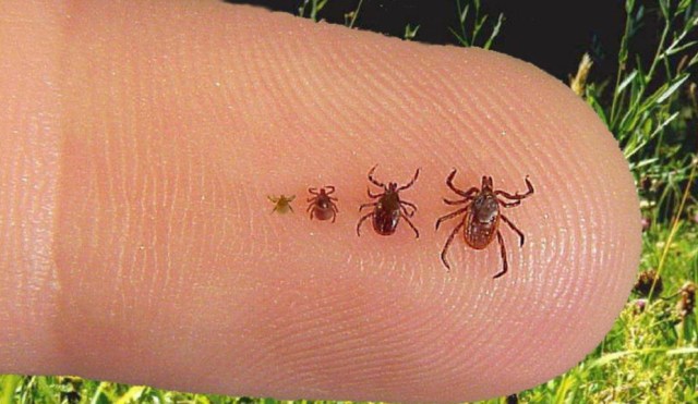 Ticks on a finger