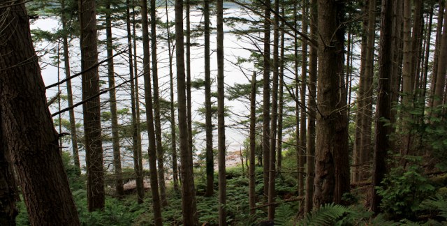 07 sloping woods, Loch Carron, Ruth's coastal walk around Scotland