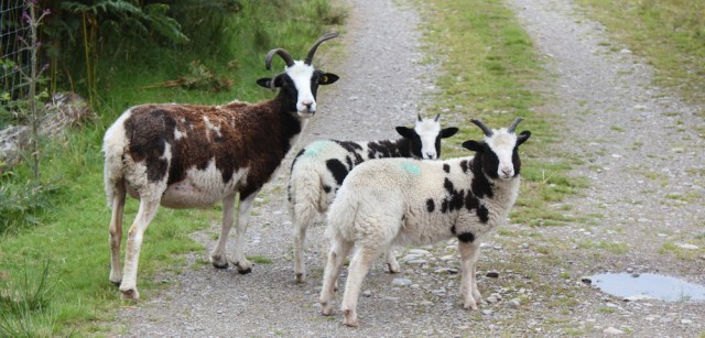 19 Lovely sheep, Reraig, Ruth walking the coast of Scotland