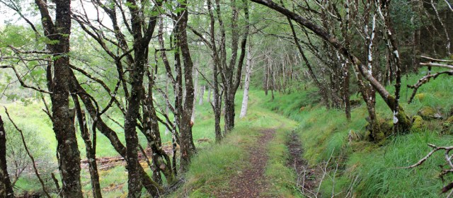 26 Woods and track, Ruth hiking around the coast, Scottish Highlands