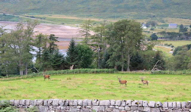 66 deer in the field, Ruth hiking to Applecross, Scotland