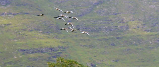 71 flying geese, Ruth hiking to Applecross, Scotland