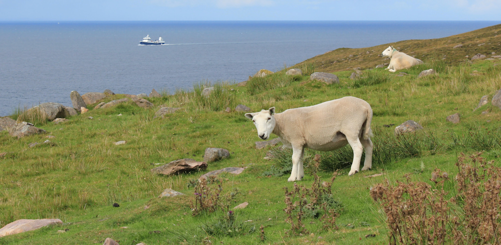 27 Shorn the sheep, Ruth walking up the coast of Applecross, Scotland