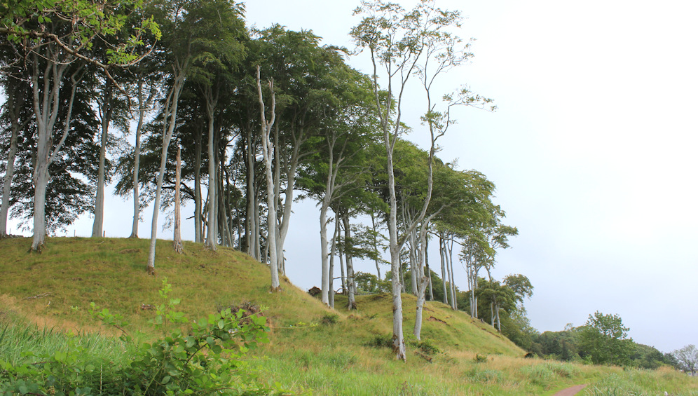 50 Applecross trees, Ruth walking the coast of Scotland