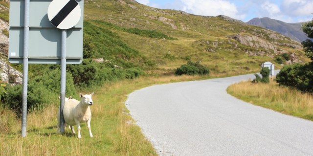 04 scratching sheep, leaving Shieldaig, Ruth's coastal walk around Scotland