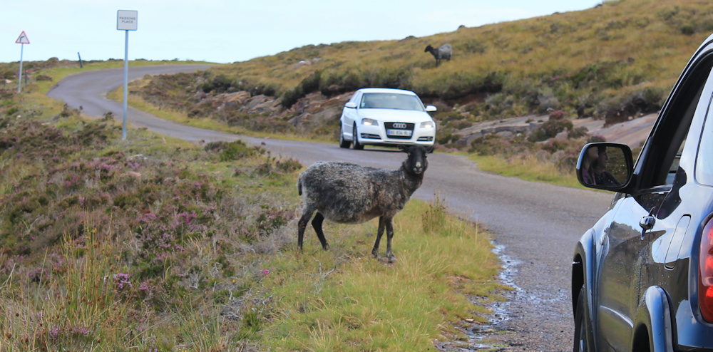 09 sheep on the road, Ruth hiking around the north of Applecross, Scotland