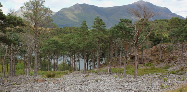 16 felled trees, path to Annat, Ruth's coastal walk around Scotland