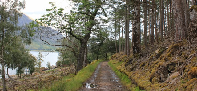21 tree-lined walk to Annat, Ruth's coastal walk around Scotland