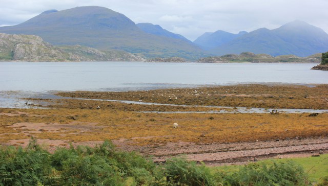 24 Loch Torridon and sheep on the shore, Ruth walking the south bank of Loch Torridon, Scotland