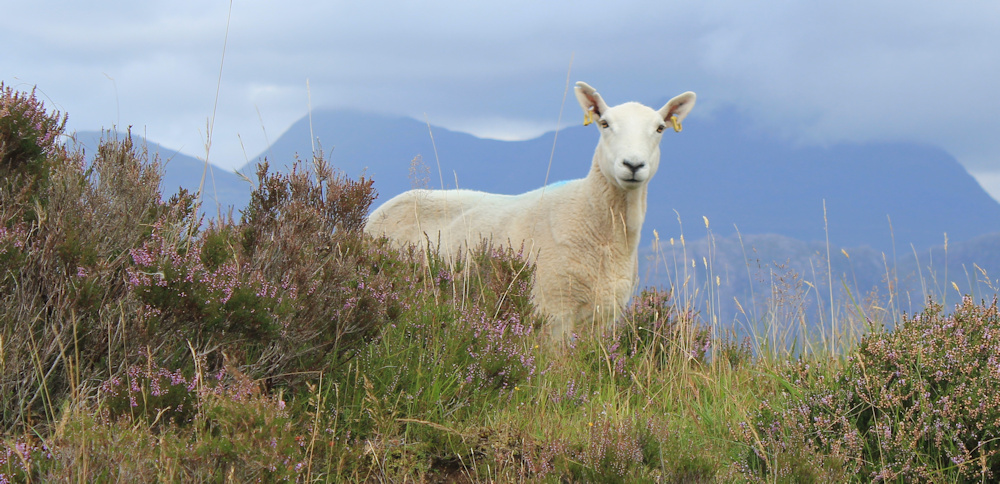 27 watched by sheep, Ruth hiking around the north of Applecross, Scotland