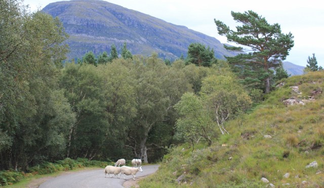 30 sheep on the road, Ruth walking the south bank of Loch Torridon, Scotland