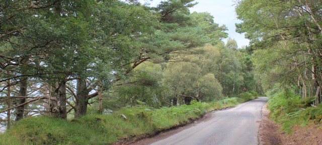 42 treelined road to Sheldaig, Ruth hiking the coast, Wester Ross, Scotland