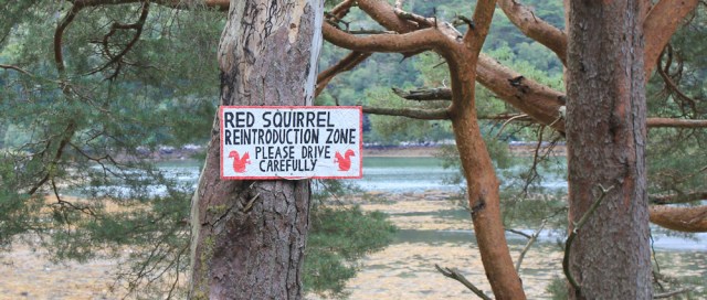 43 red squirrel zone, Ruth hiking the shore of Loch Torridon, Wester Ross, Scotland