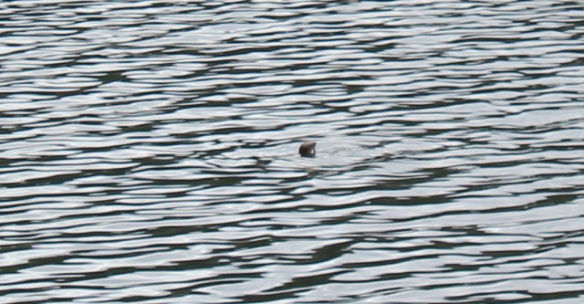 46 sea otter at Sheldaig, Loch Torridon, Ruth hiking the coast of Scotland
