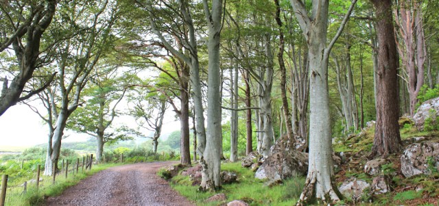 024 walking through trees on the Torridon Estate, Ruth's coastal walk around Scotland